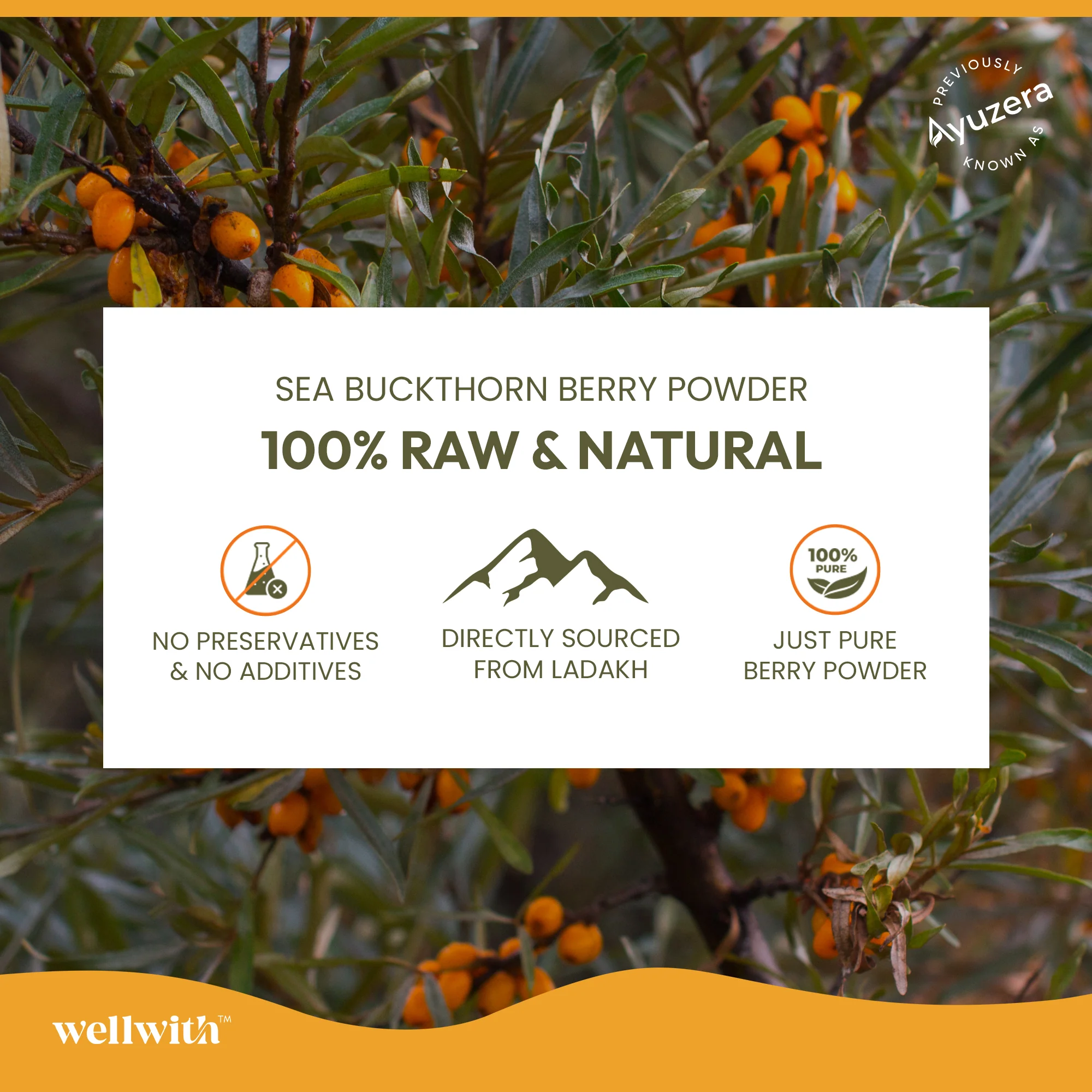 Sea Buckthorn Dry Berry Powder 100gm - Image 7