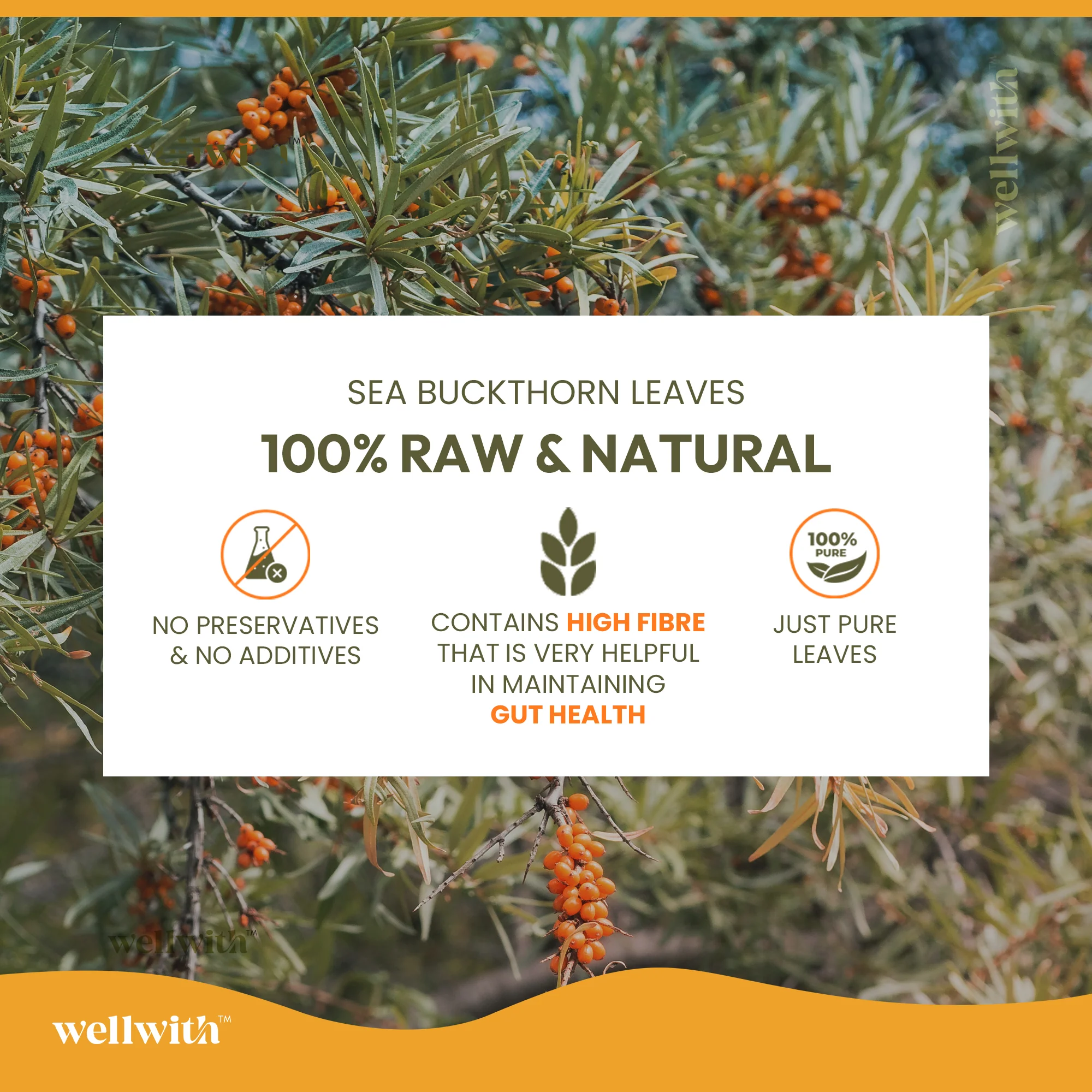 Sea Buckthorn Leaf Tea 50gm - Image 5